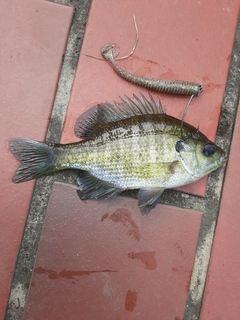 ブルーギルの釣果