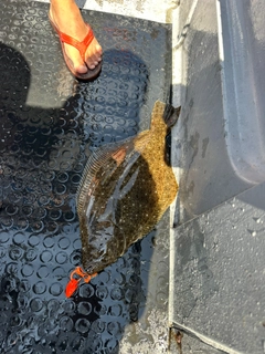 ヒラメの釣果