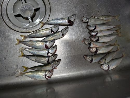 アジの釣果