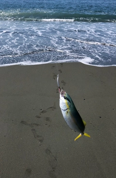 ワカシの釣果