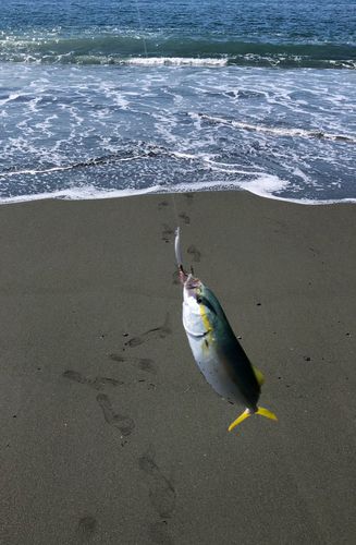 ワカシの釣果