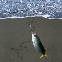 ワカシ