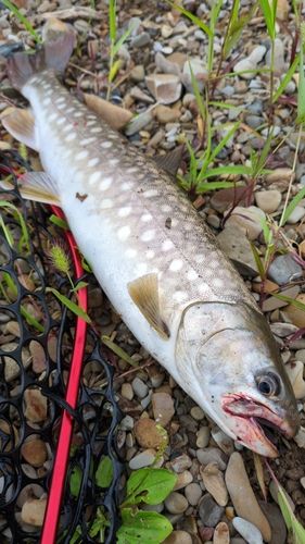 アメマスの釣果