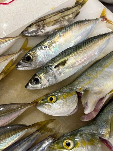 シマイサキの釣果