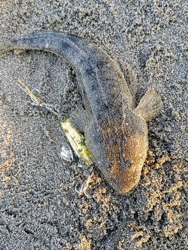 マゴチの釣果