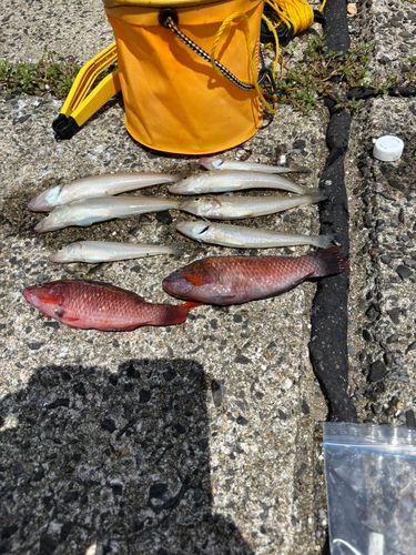 キスの釣果