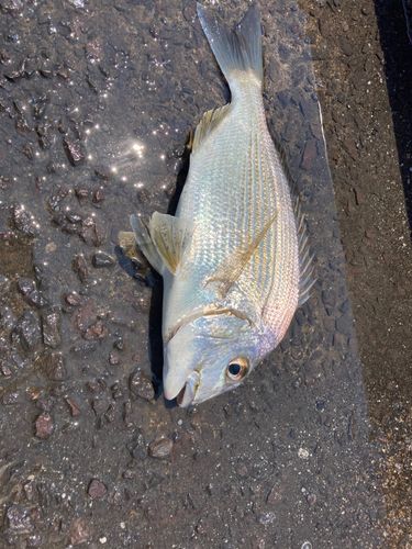 ヘダイの釣果