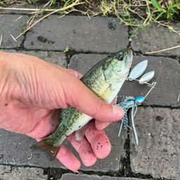 ブラックバス