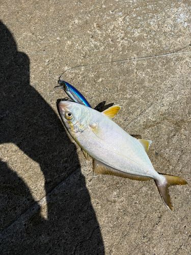 ショゴの釣果