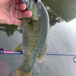 スモールマウスバス