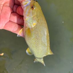 スモールマウスバス