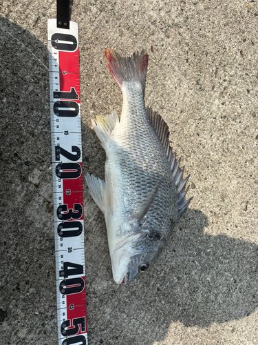 キビレの釣果