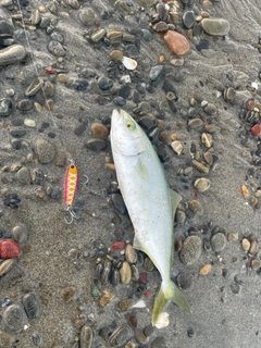 ワカシの釣果