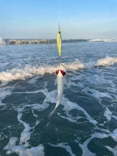 イシモチの釣果