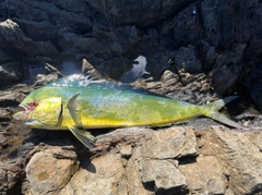 シイラの釣果
