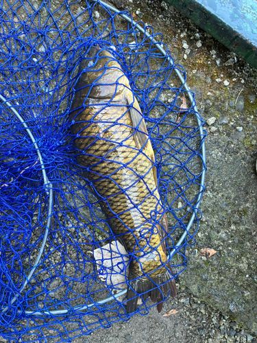 草柳園フィッシングセンター