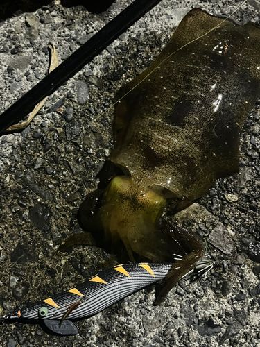アオリイカの釣果