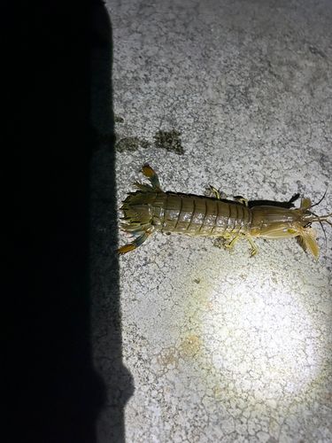 シャコの釣果