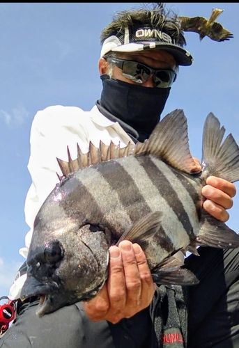 イシダイの釣果