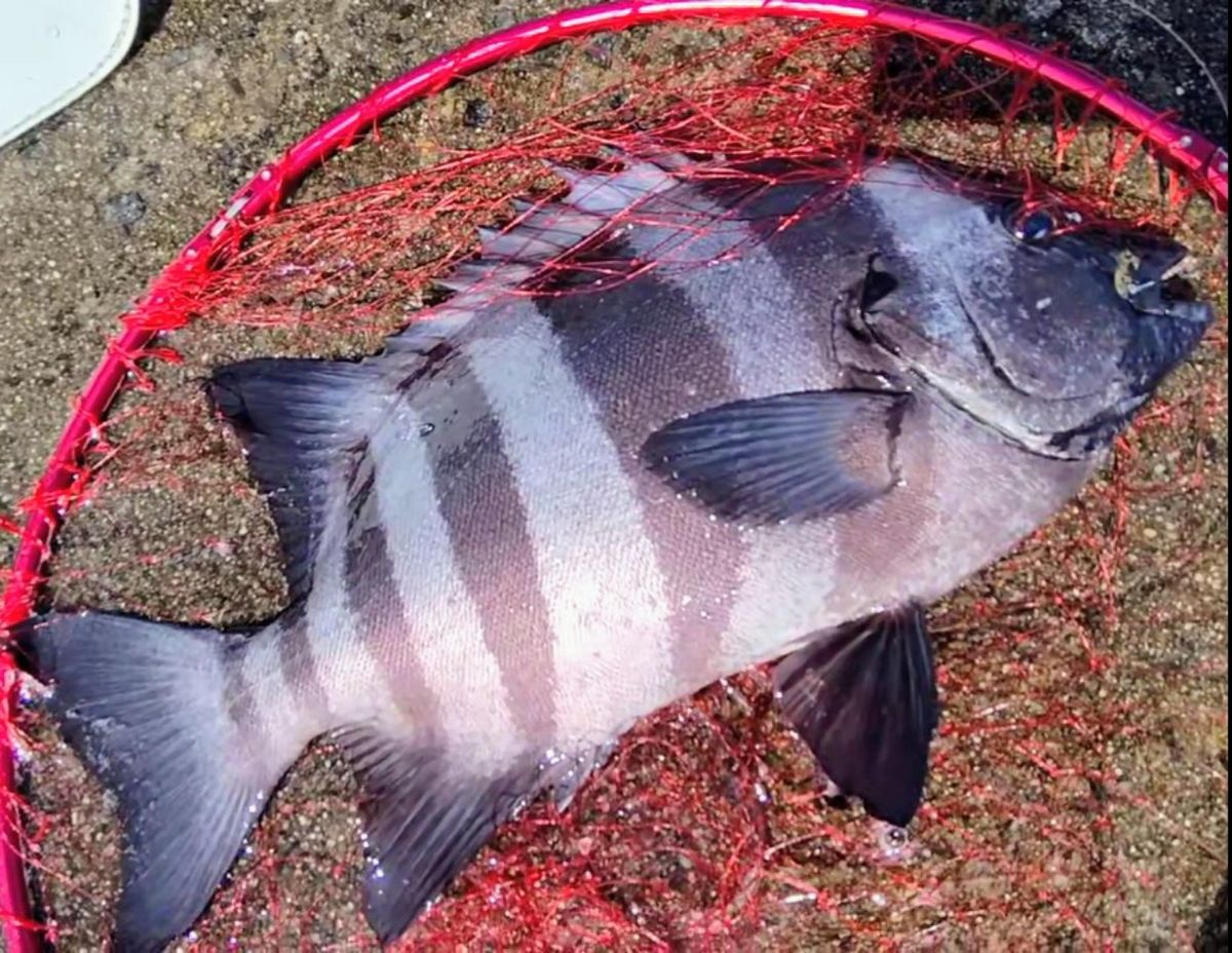 まっくす　さんの釣果 2枚目の画像