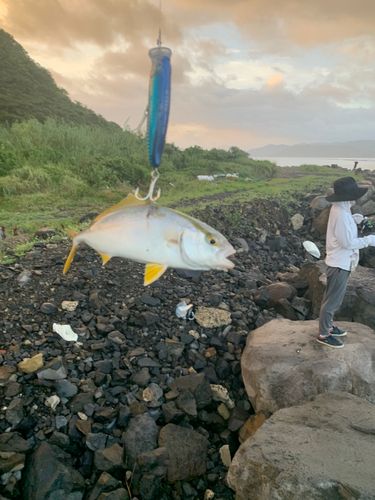 アカハタの釣果
