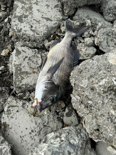キビレの釣果