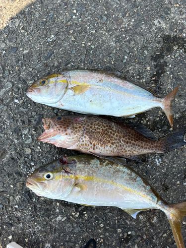 ネイリの釣果