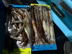 スルメイカの釣果