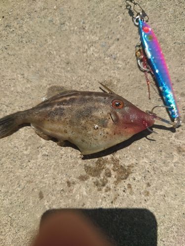 カワハギの釣果