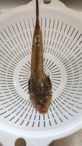 ネズミゴチの釣果