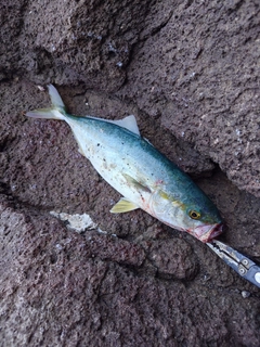 ワカシの釣果