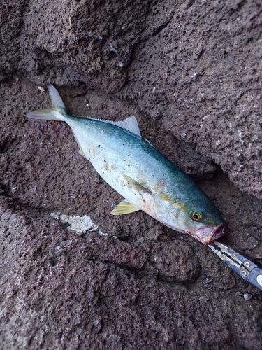 ワカシの釣果