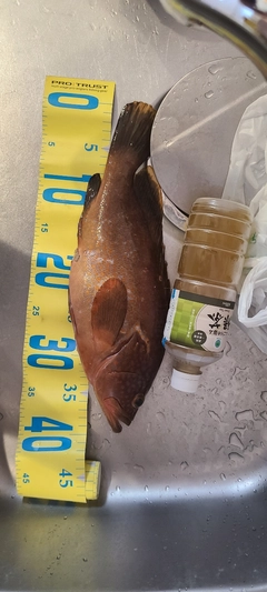 キジハタの釣果