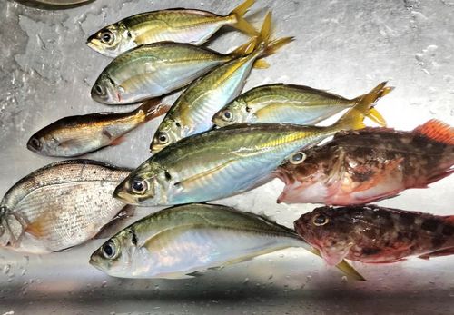 アジの釣果