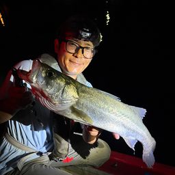 セイゴ（マルスズキ）