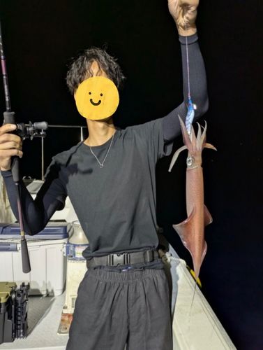 ケンサキイカの釣果