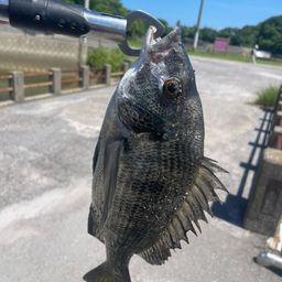 チヌ