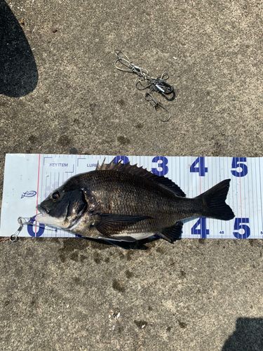 チヌの釣果