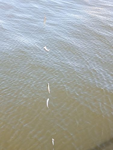 カタクチイワシの釣果