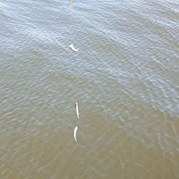 カタクチイワシ