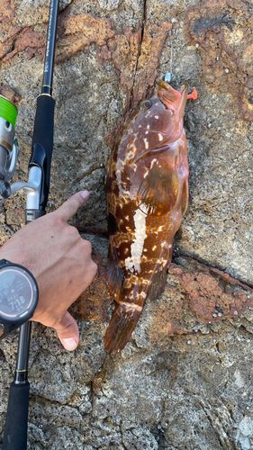 キジハタの釣果