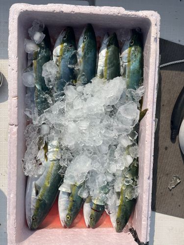 ツバスの釣果