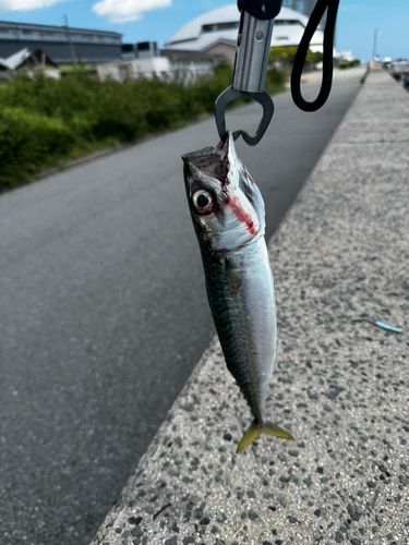 サバの釣果