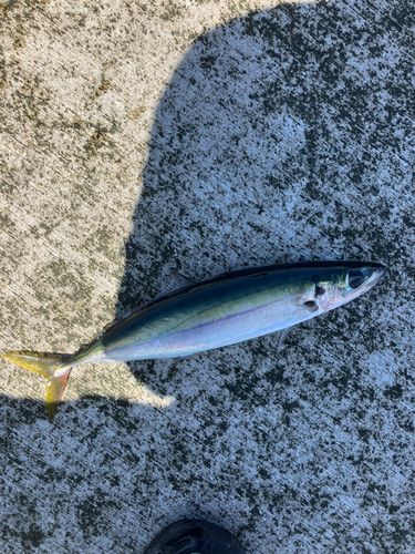 ムロアジの釣果