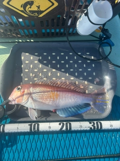 アマダイの釣果
