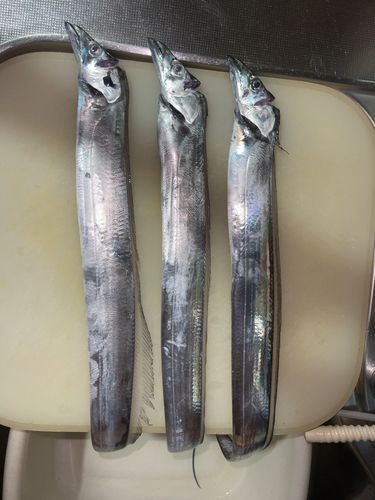 タチウオの釣果