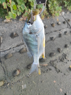 キビレの釣果