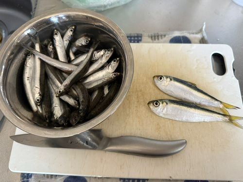 イワシの釣果