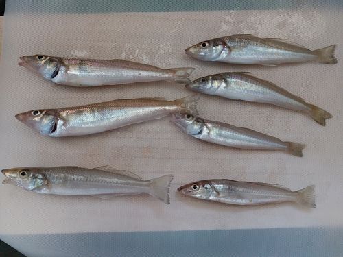 キスの釣果