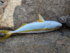 釣果